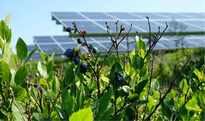 photo of plants