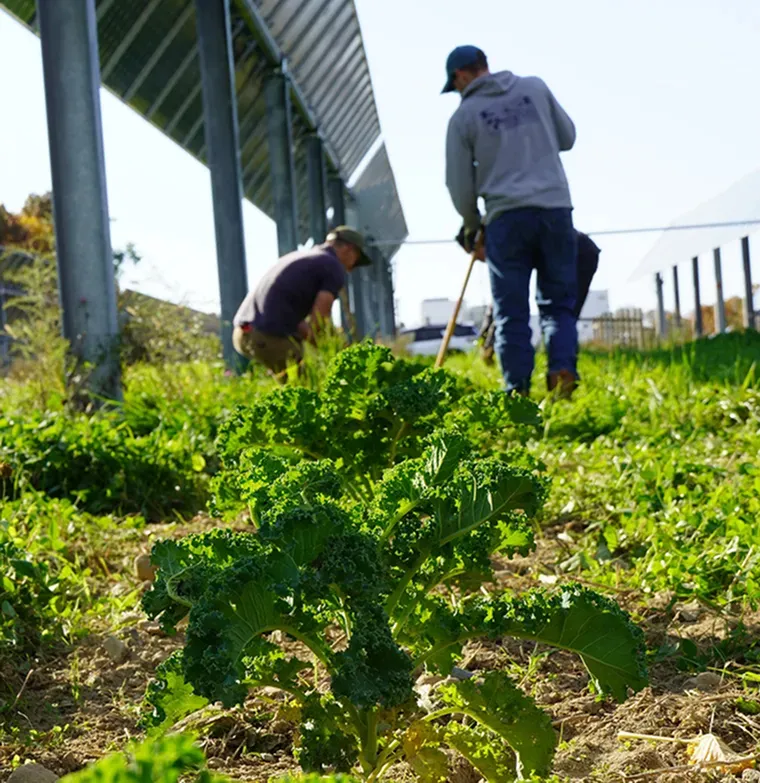 people working in the field