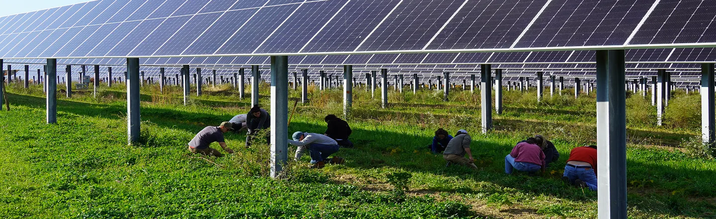 a group of people working in the ground beneath a large-scale solar panel array