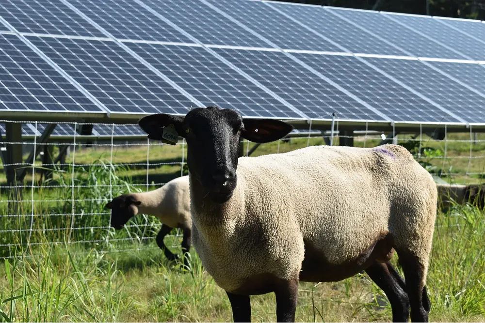 Mendon sheep image