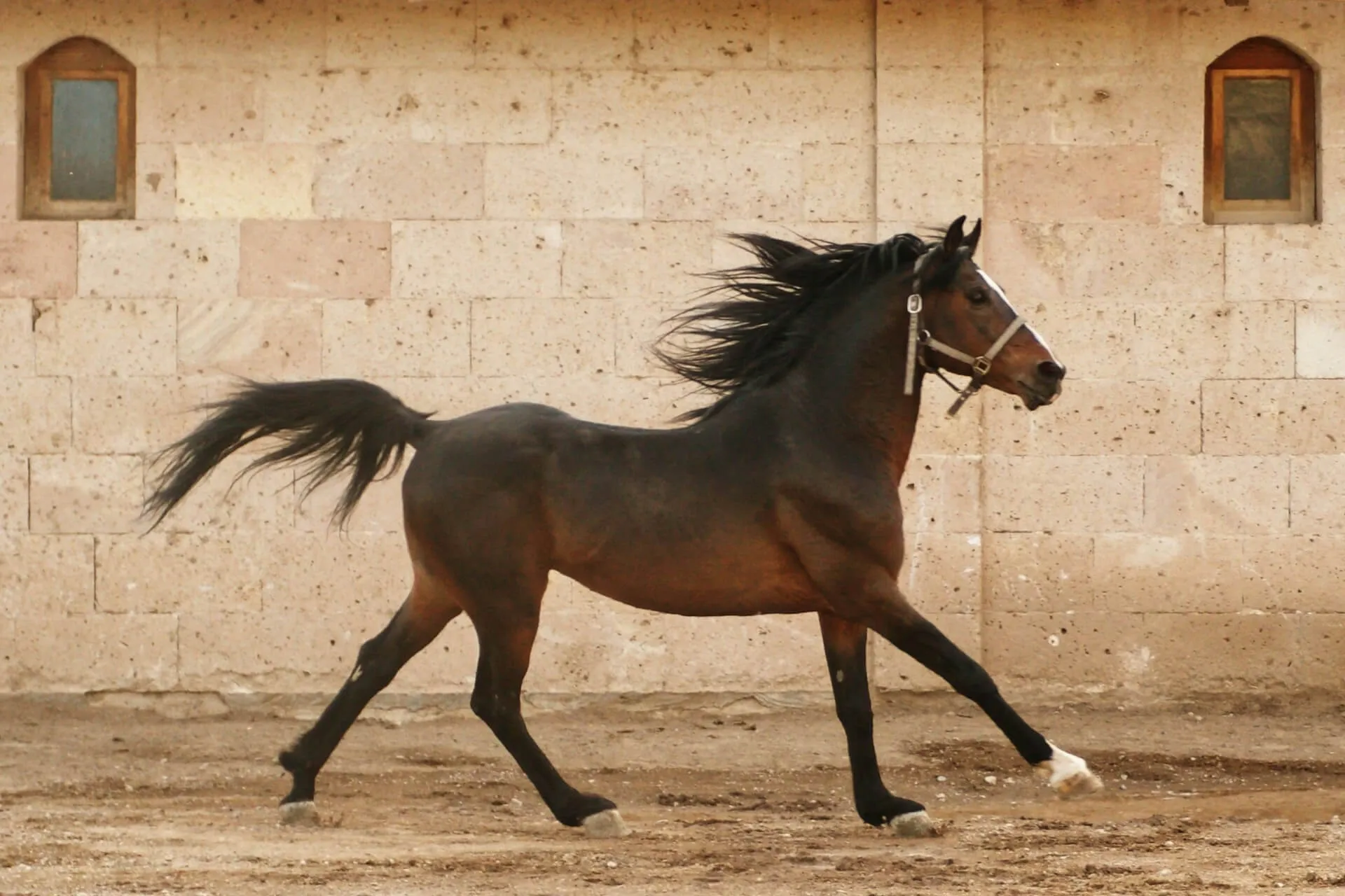 horse running