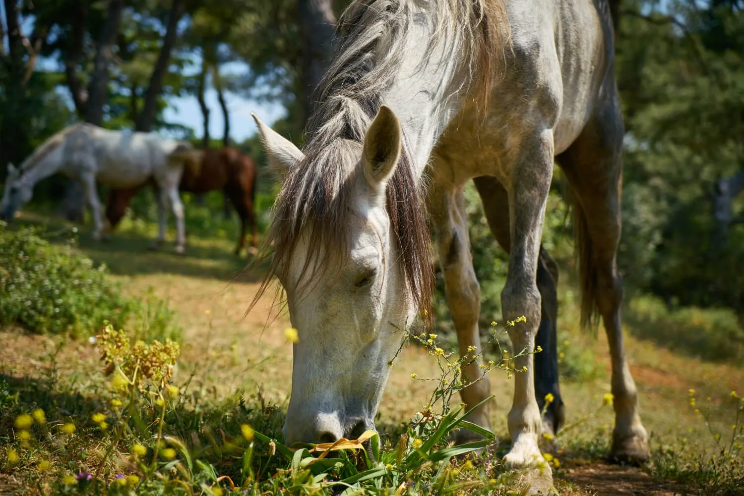 close up horse nature