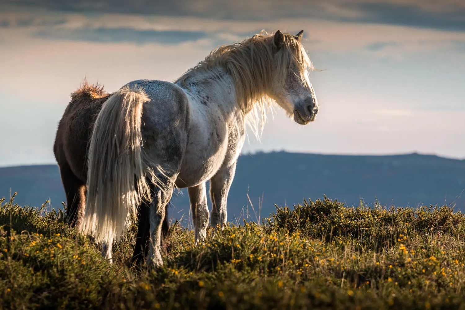 close up horse nature