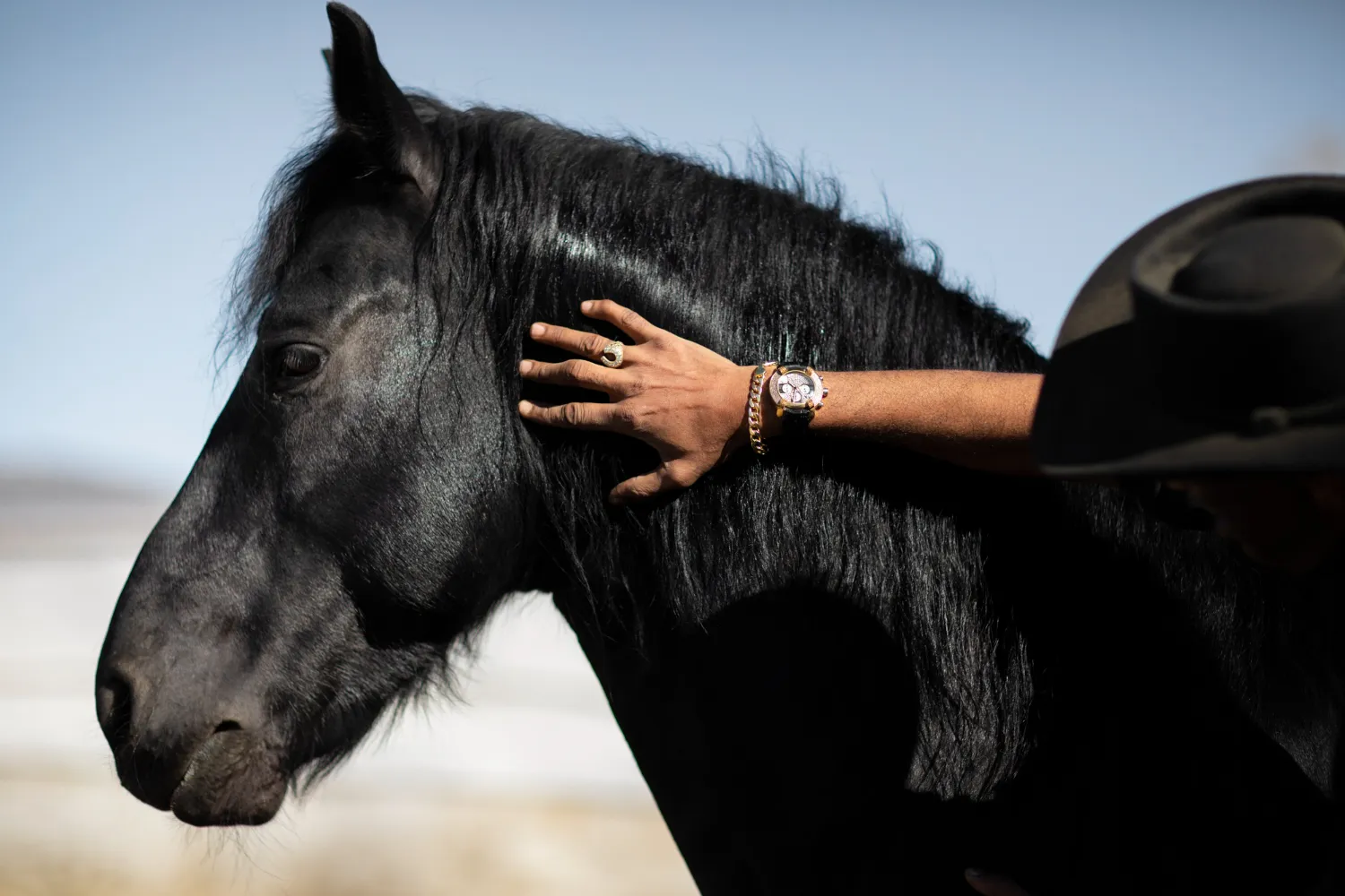 horse silhouette against warm light