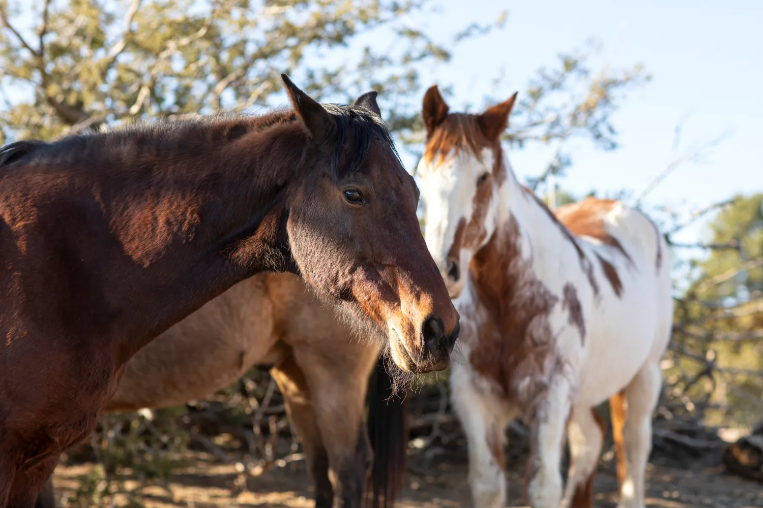 close up horse nature