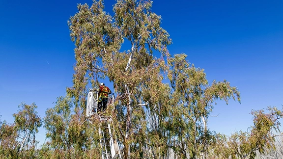 Arborist in safety gear trimming tall tree branches using a bucket lift under a clear blue sky.