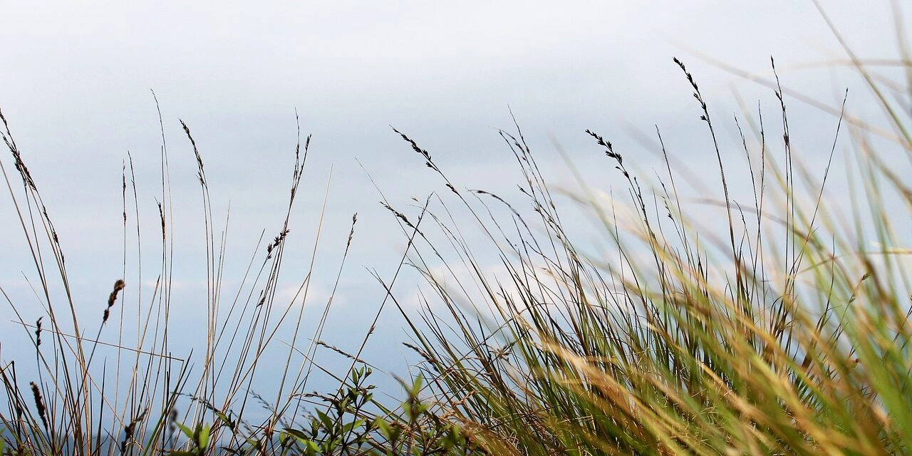 Tall wild grasses blowing gently against a pale blue sky.