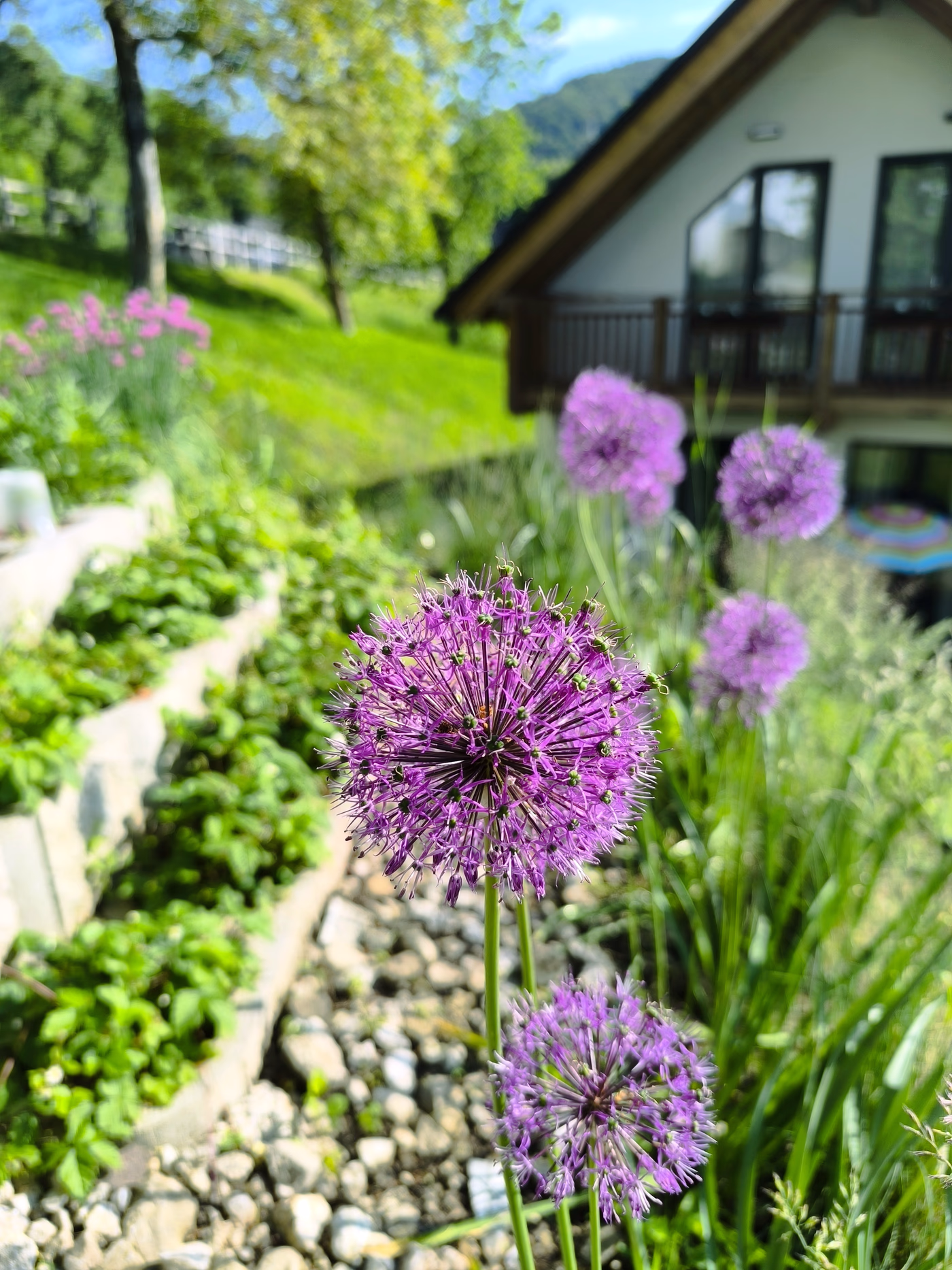 Close-up of purple allium flowers in a garden with a house and greenery in the background.