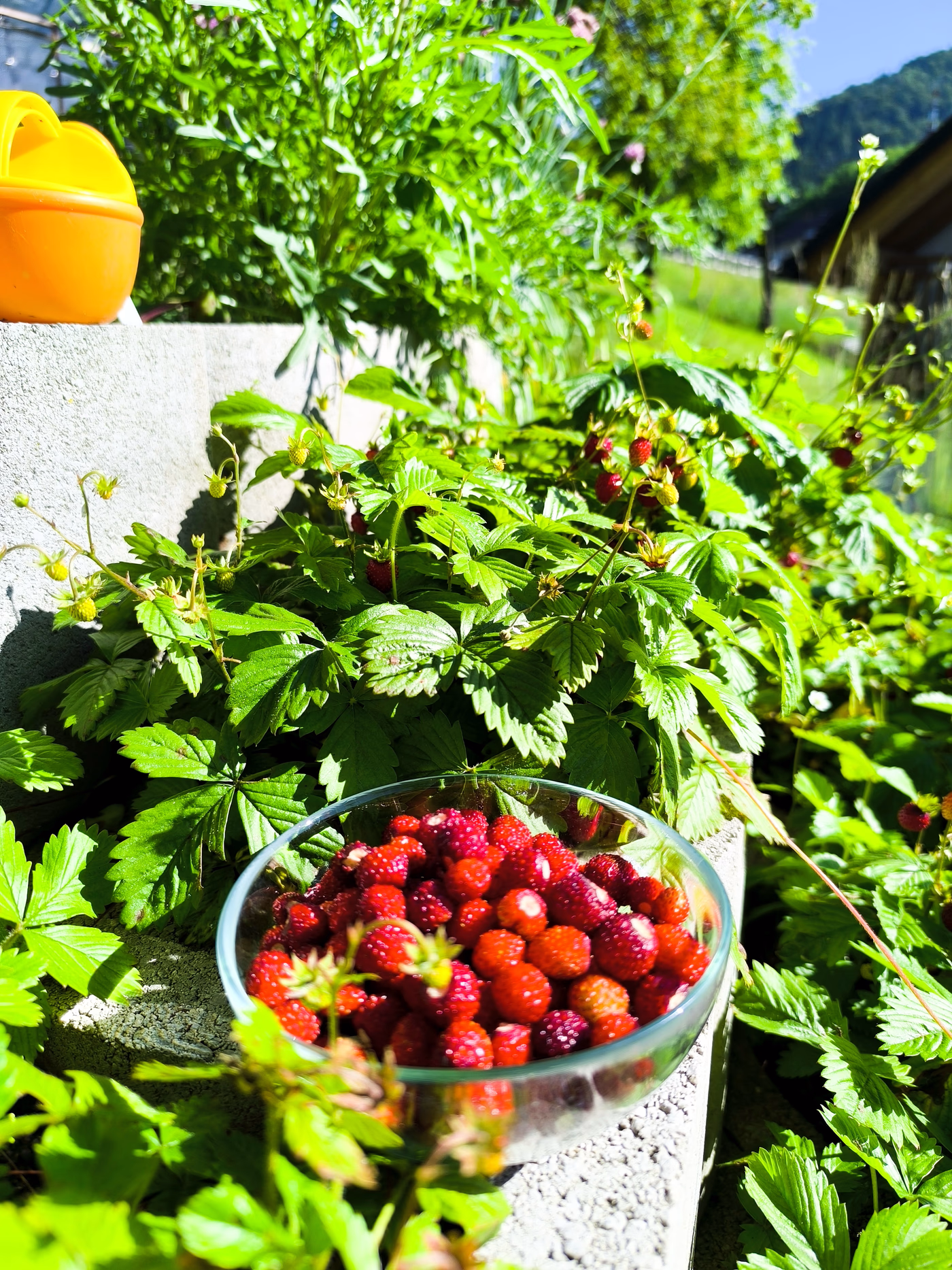 Glass bowl filled with ripe wild strawberries surrounded by green leafy plants in a sunny garden.