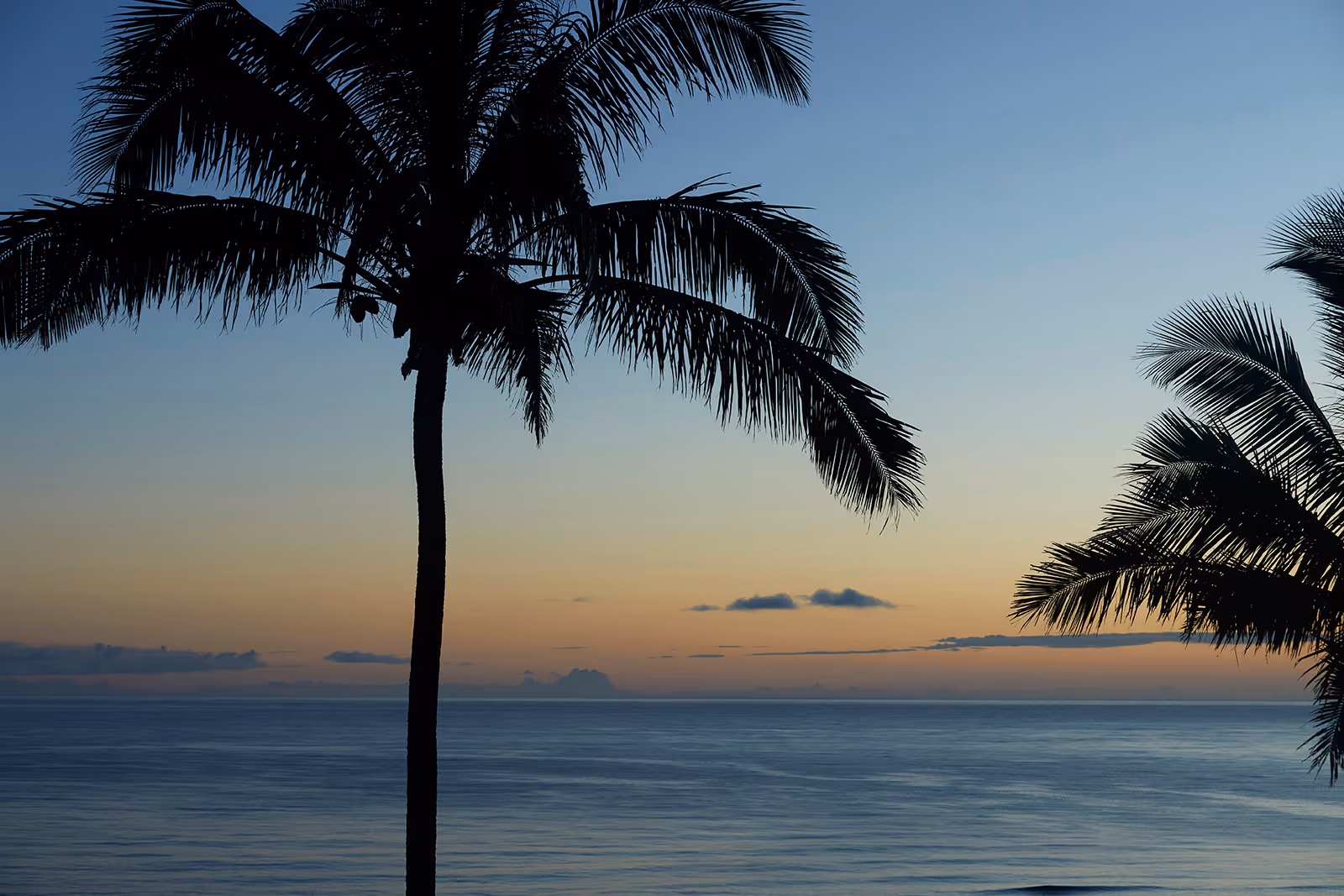 Silhouettes of palm trees against a sunset sky over calm ocean waters.
