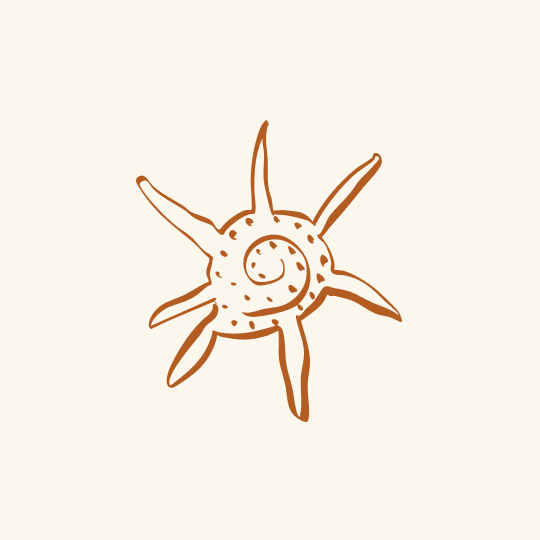 Hand-drawn illustration of a spiral seashell with seven pointed extensions.