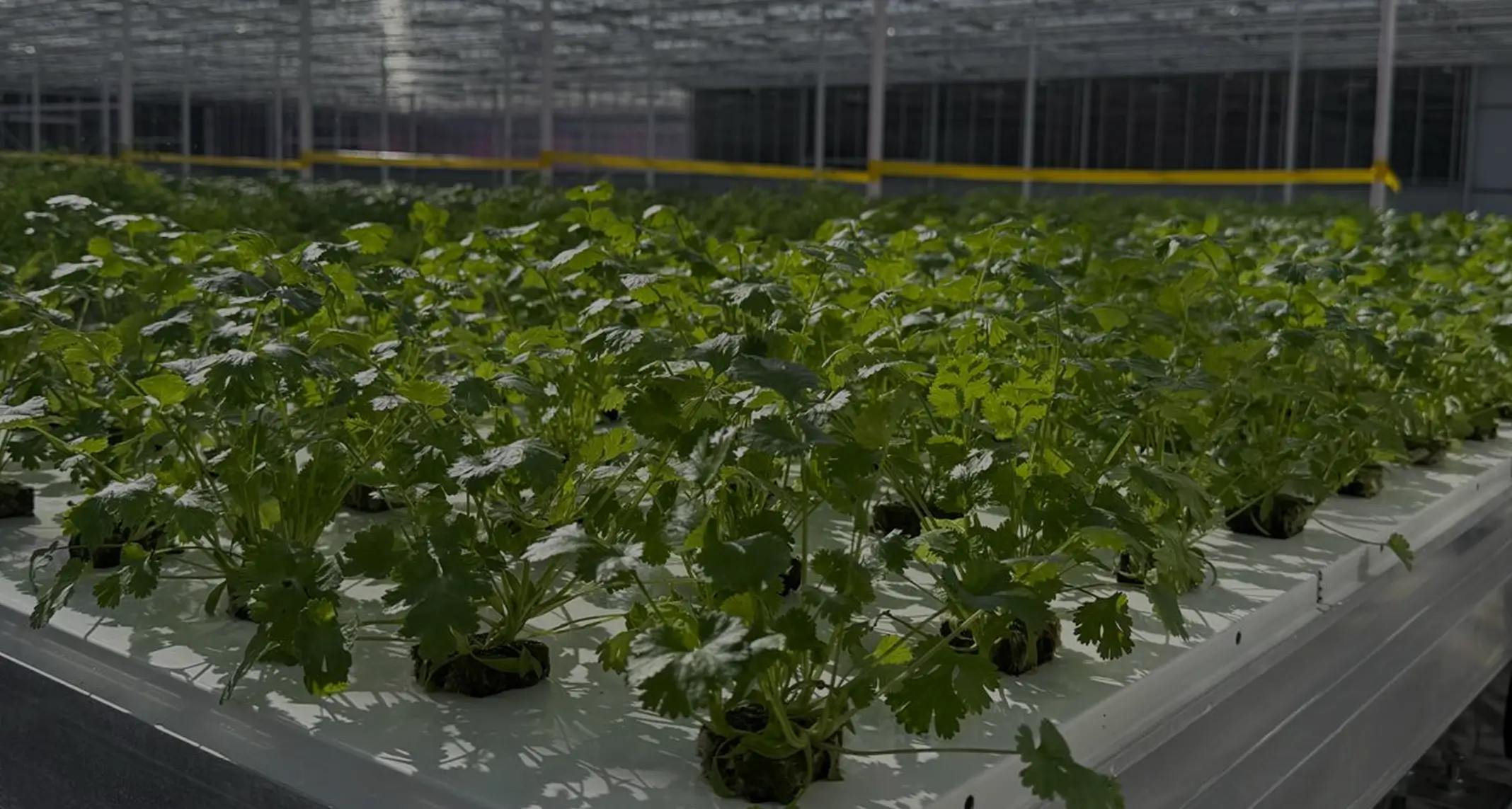 Reihe von Korianderpflanzen, die in einem modernen Gewächshaus in hydroponischen Behältern wachsen.