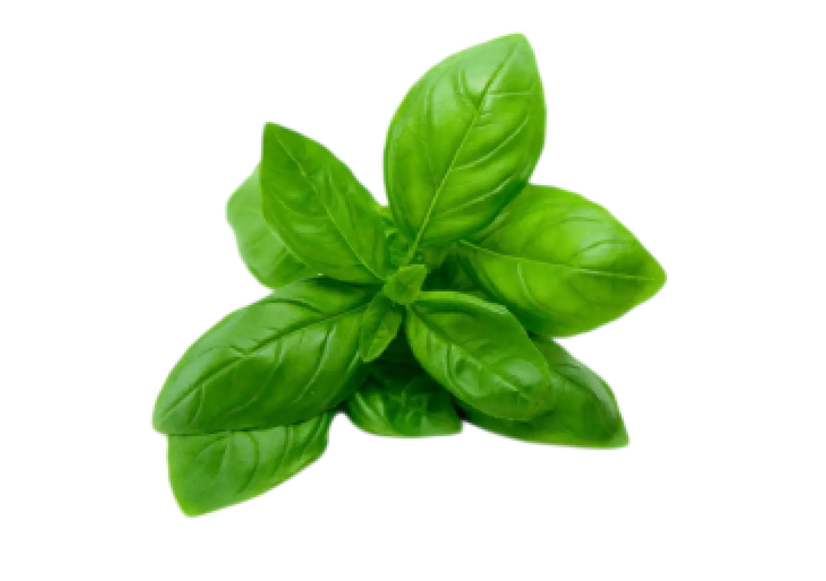 Grüne frische Basilikumblätter auf schwarzem Hintergrund.