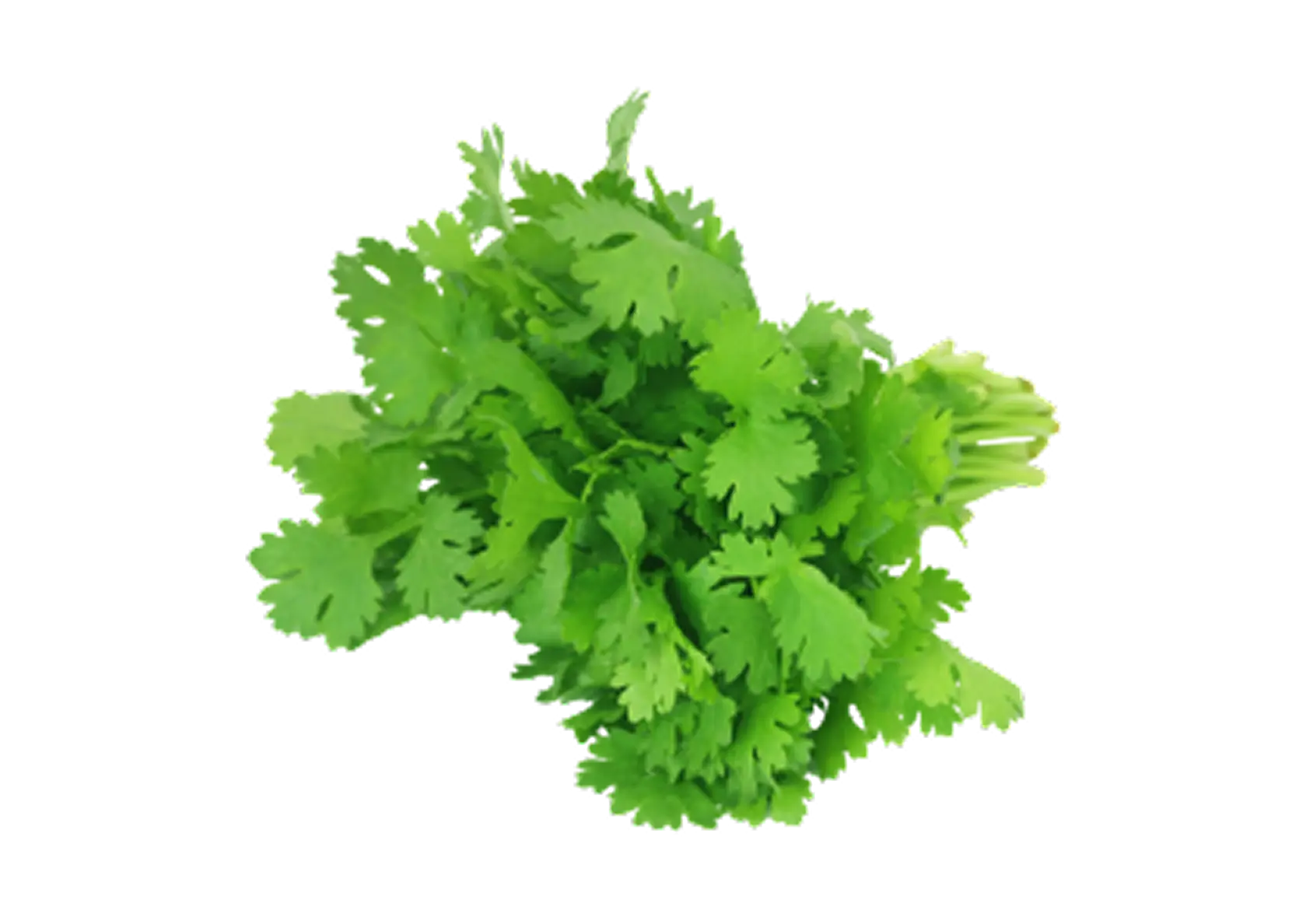 Frischer Bund Koriander mit leuchtend grünen Blättern.