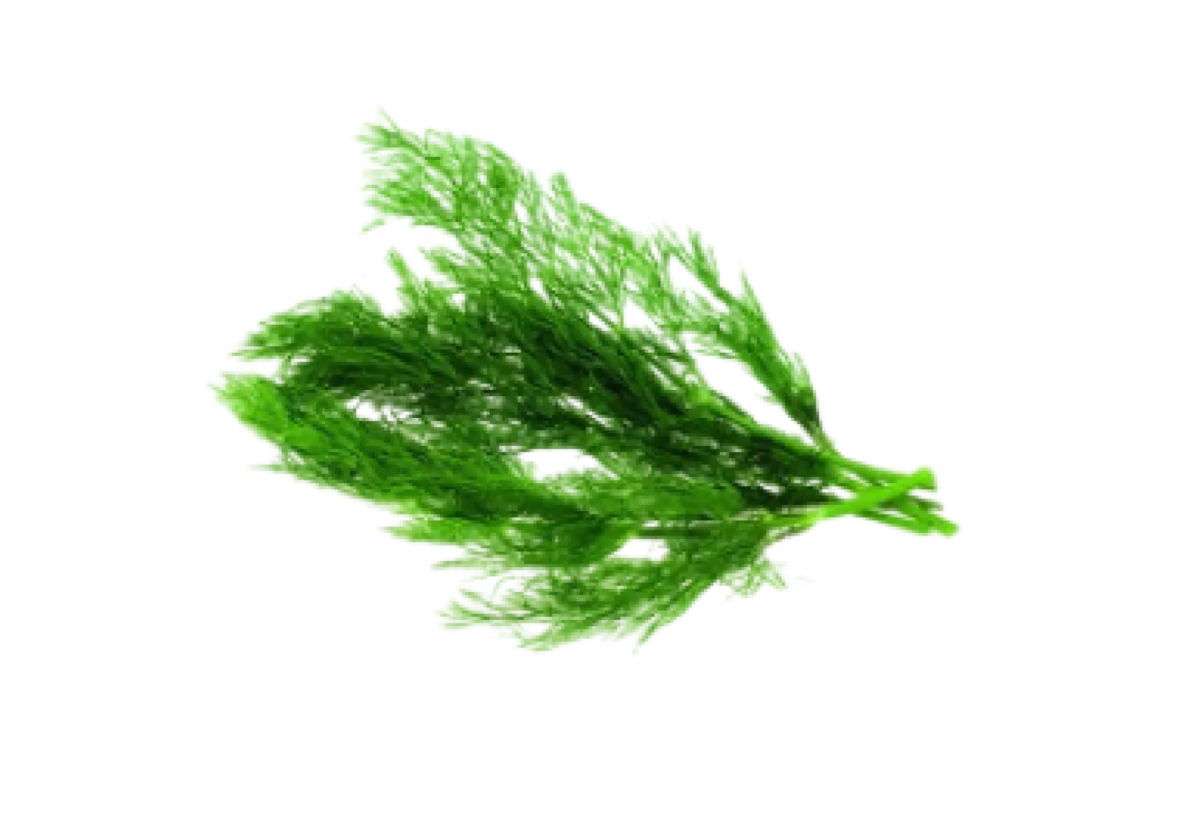 Ein einzelnes grünes Dillkrautblatt mit feinen, gezackten Blättchen.