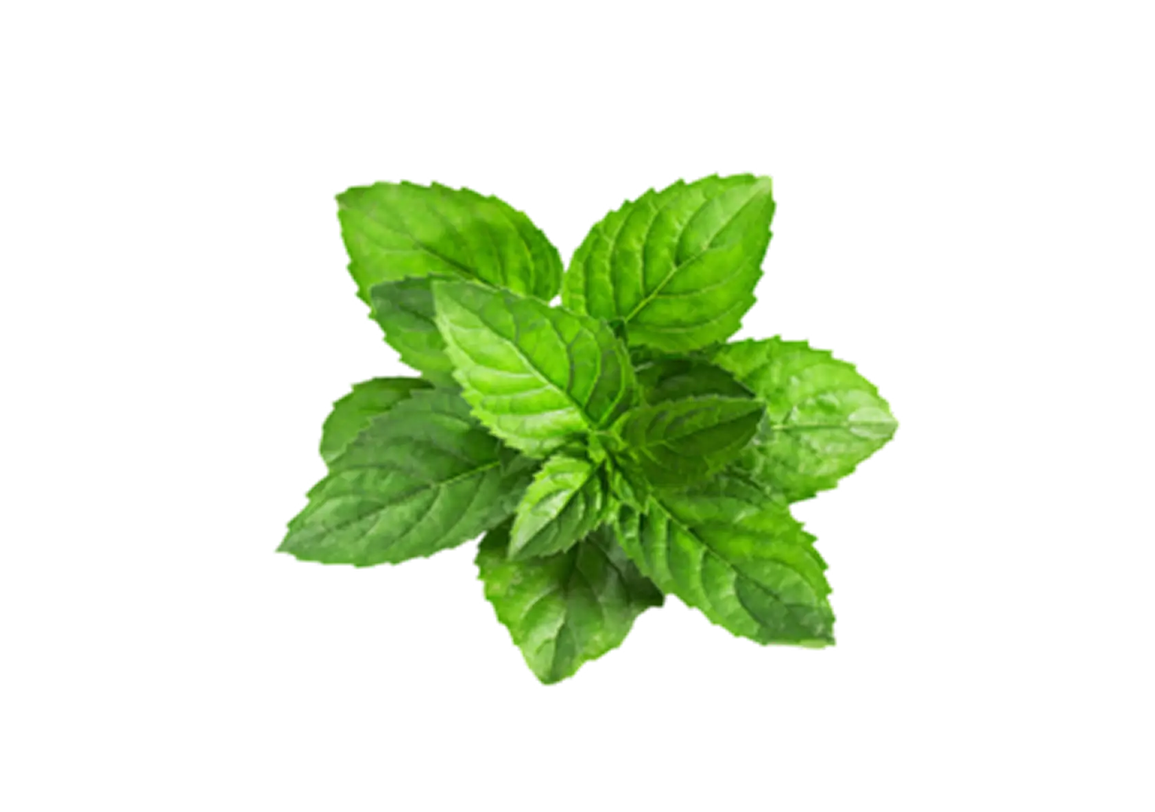 Frische grüne Minzblätter von oben auf schwarzem Hintergrund.