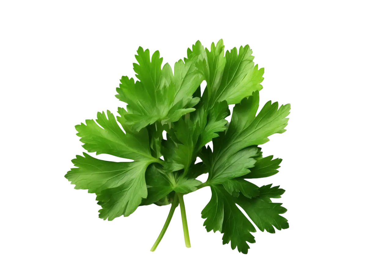 Ein Bund frischer, grüner Petersilienblätter ohne Hintergrund.