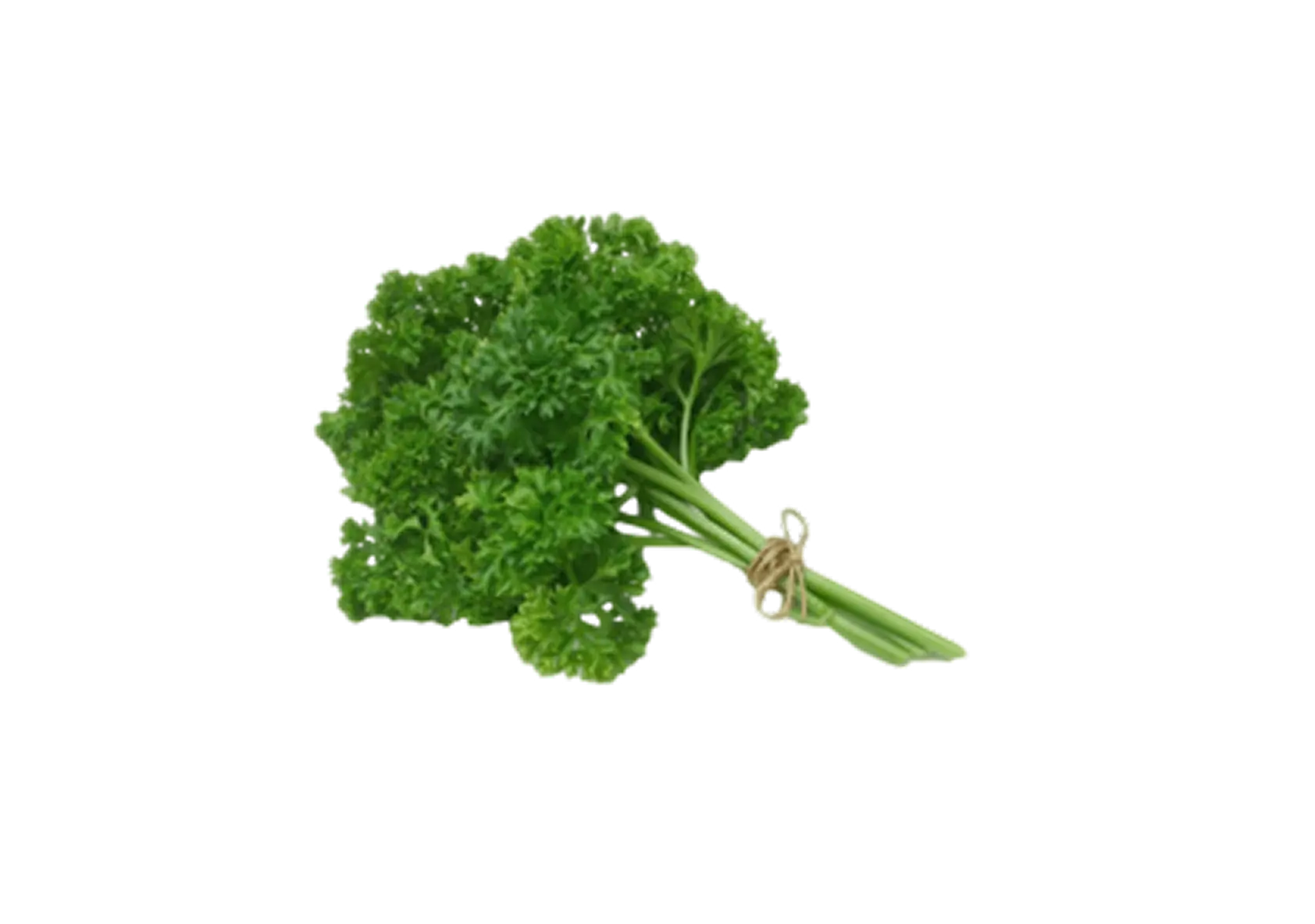 Ein Bund frischer, grüner Petersilie, zusammengebunden mit einem Faden.
