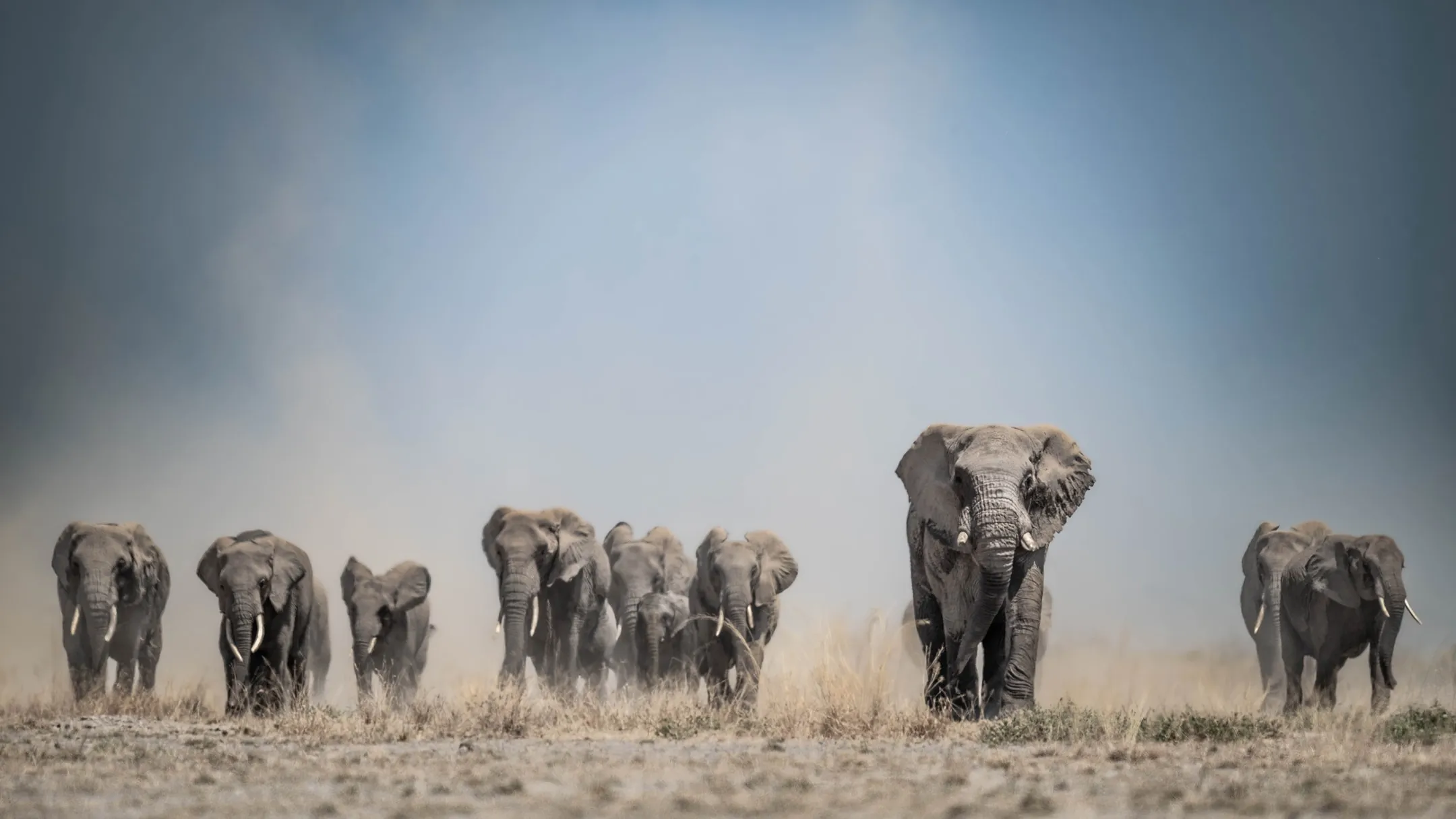 Herd of elephants walking on dry grassland under a blue sky with dust in the background.