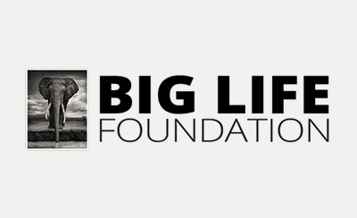 Logo featuring a black and white elephant photo next to bold text reading 'BIG LIFE FOUNDATION'.