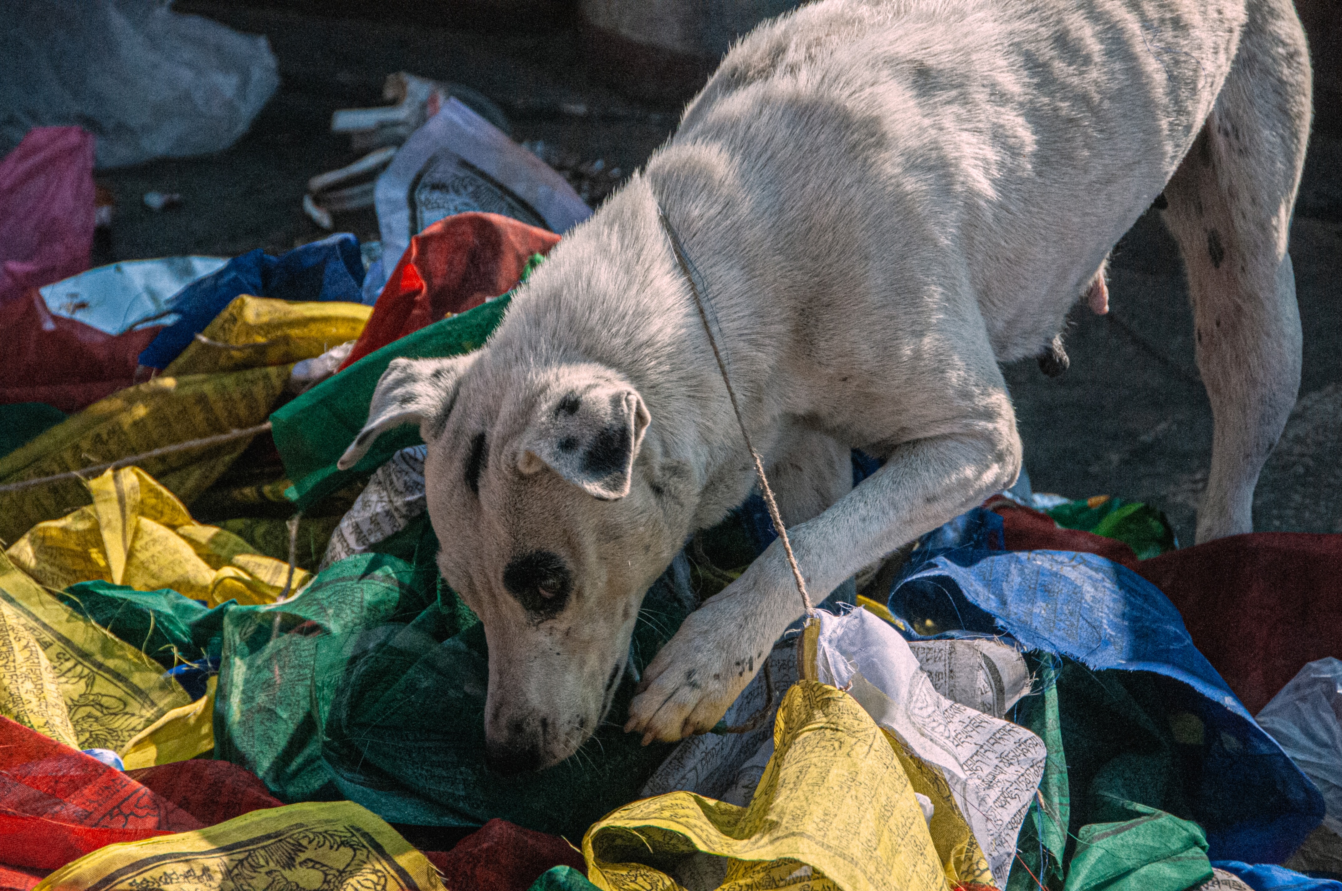White dog with black spots sniffing colorful prayer flags on the ground.