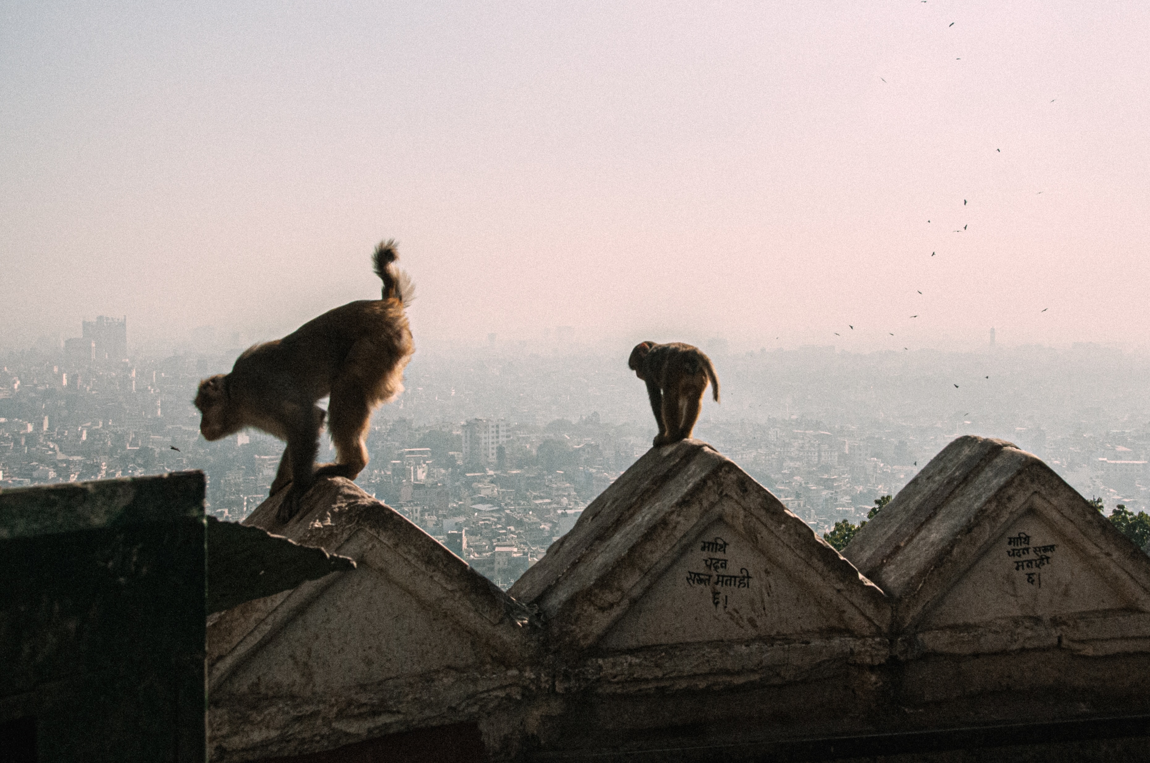 Two monkeys perched on pointed rooftop edges overlooking a hazy urban cityscape.