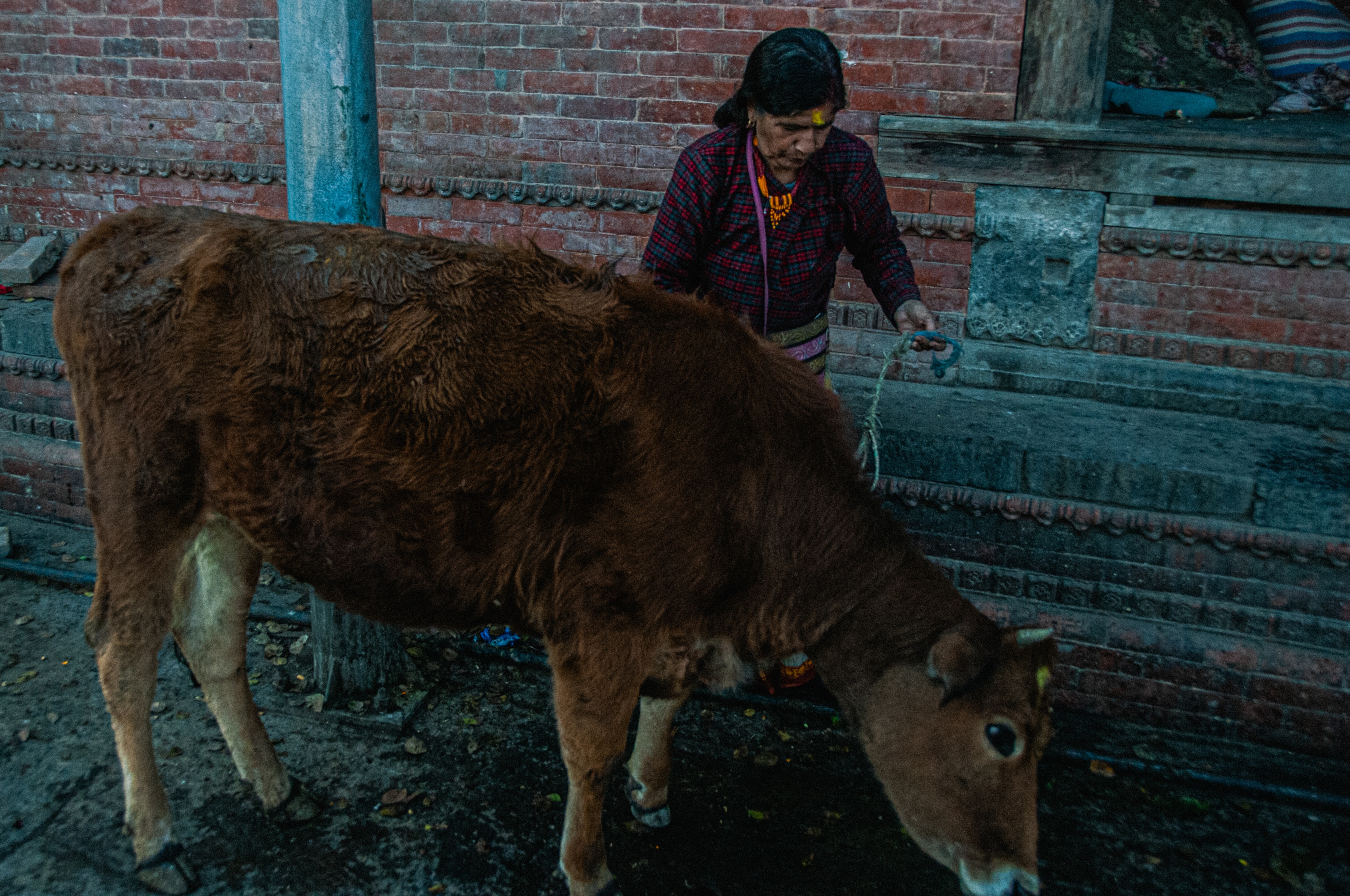Woman holding a rope tied to a brown cow standing near a brick wall and stone platform.