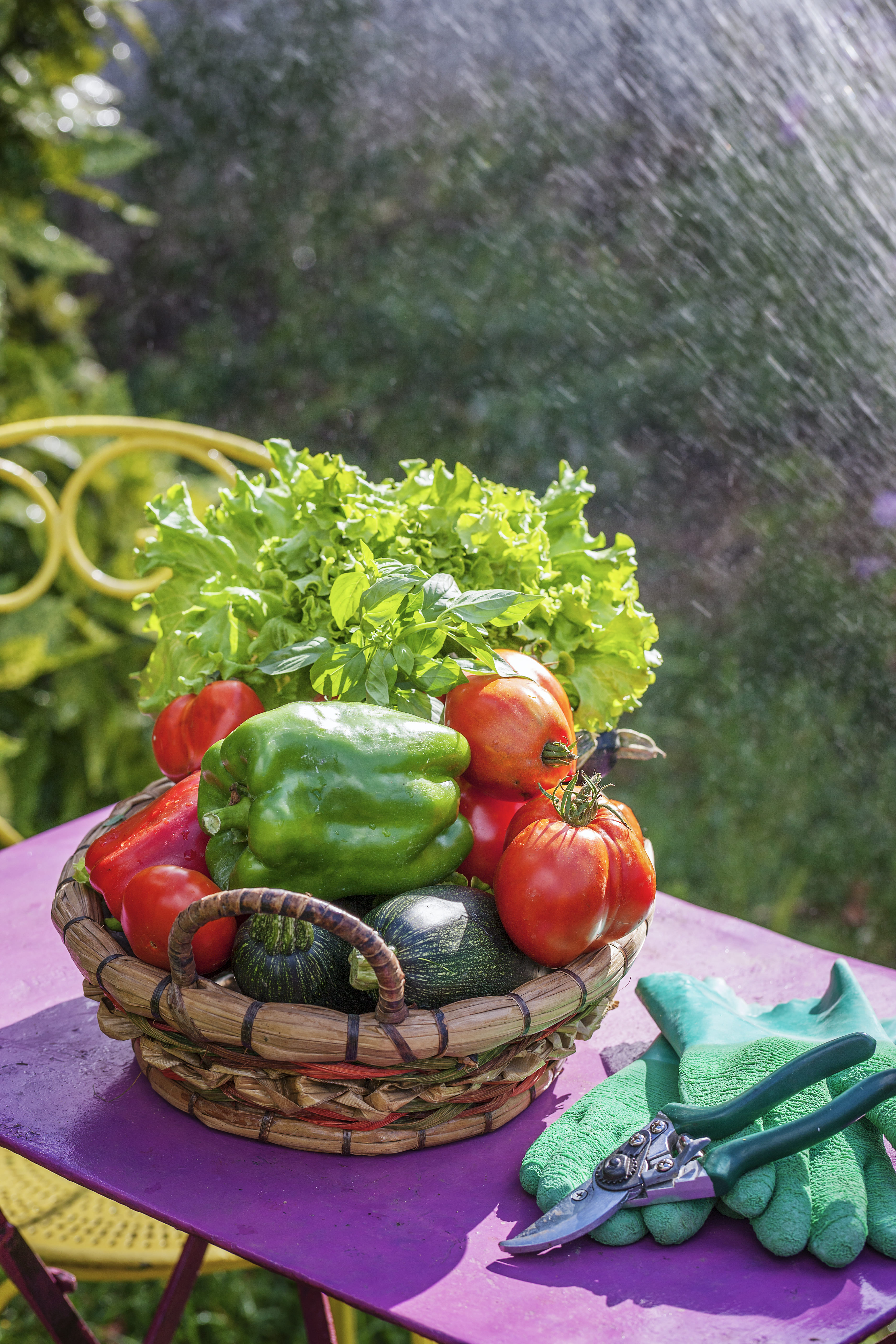 Basket of fresh vegetables including green bell pepper, tomatoes, lettuce, and zucchini on a purple table next to green gardening gloves and pruning shears.