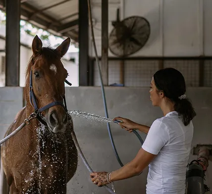 Woman washing a brown horse with a hose in a stable.