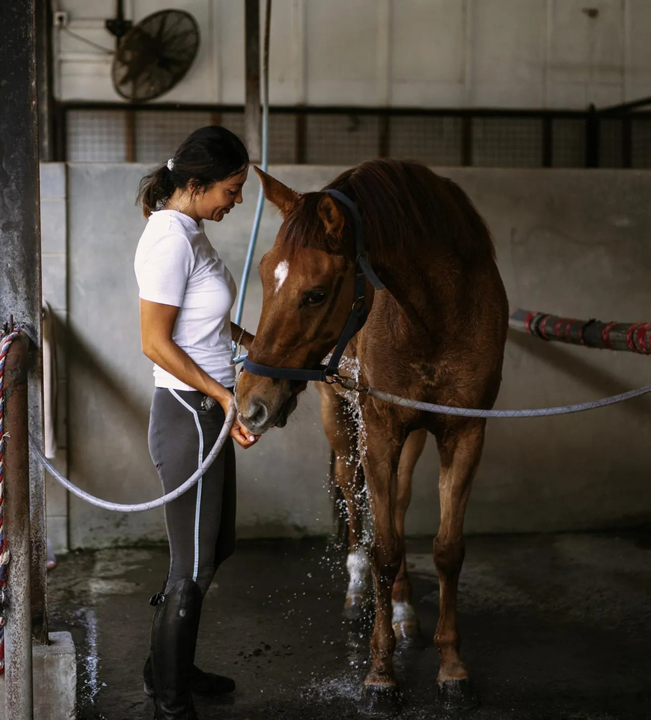 Groom washes thoroughbred in stable supported by South Florida Horsemen’s Group.