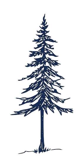 Tall, slender pine tree illustration with sparse branches and needle clusters in dark blue.