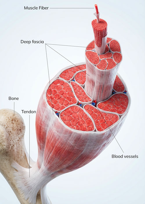 Illustration of muscle structure showing fascia layers surrounding muscle fibers and connective tissue