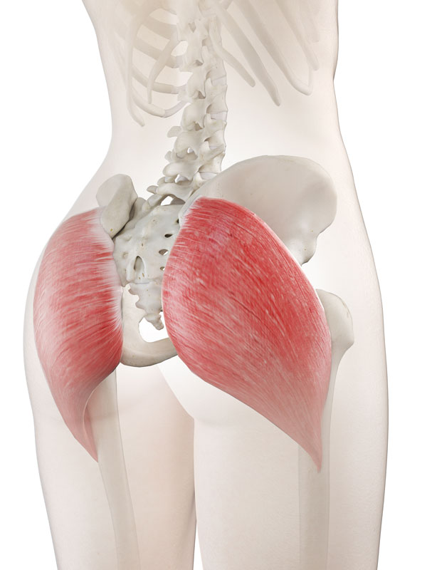 gluteus maximus muscles