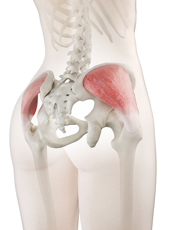 Gluteus Medius muscles