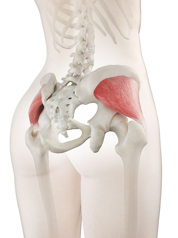 Gluteus Minimus muscles