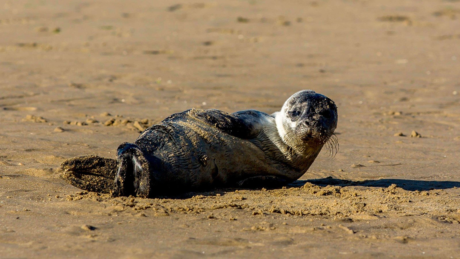 Seehund, Heuler am Strand 