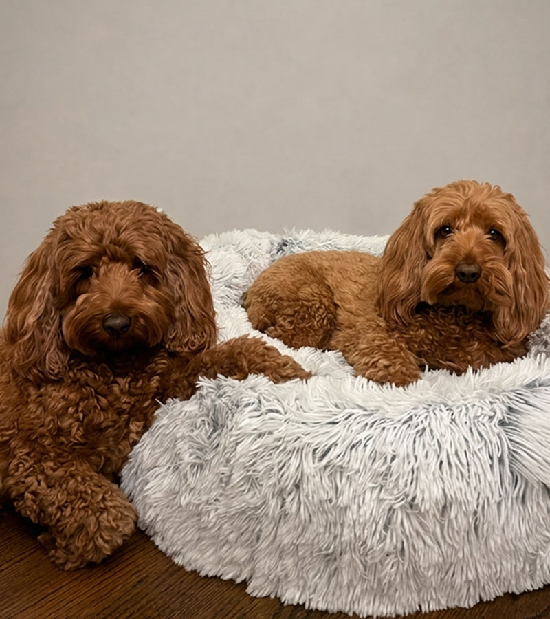 Office dogs, Odie & Bash
