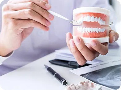 Close-up of a person holding a dental model and pointing to teeth with a dental tool.