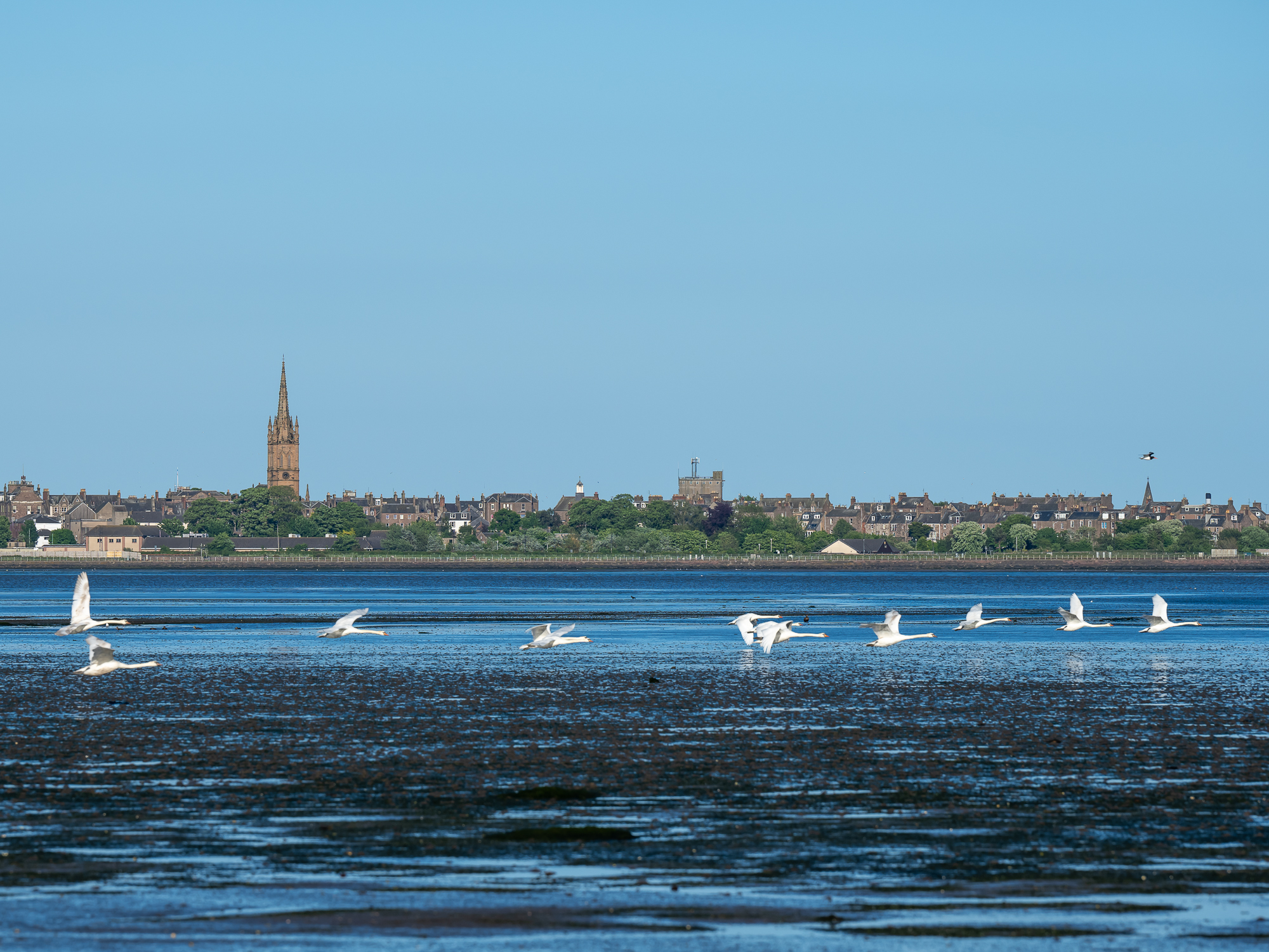 Montrose Basin Nature Reserve
