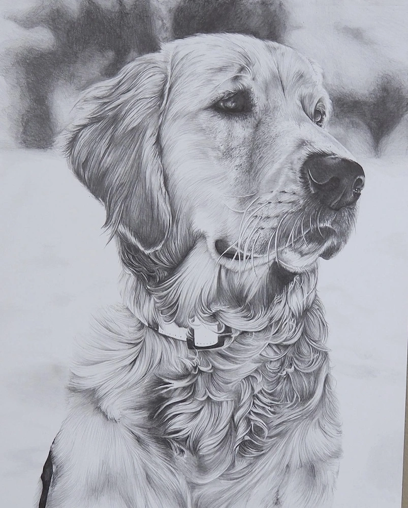 Graphite drawing of a golden retriever named Blue
