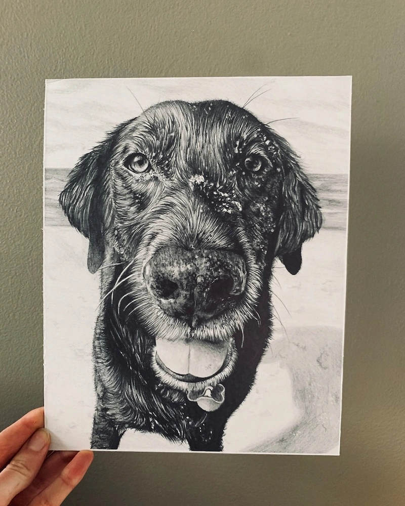 graphite drawing of a black lab