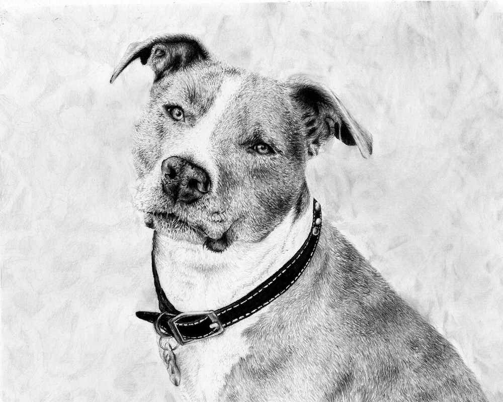 graphite drawing of a pitbull