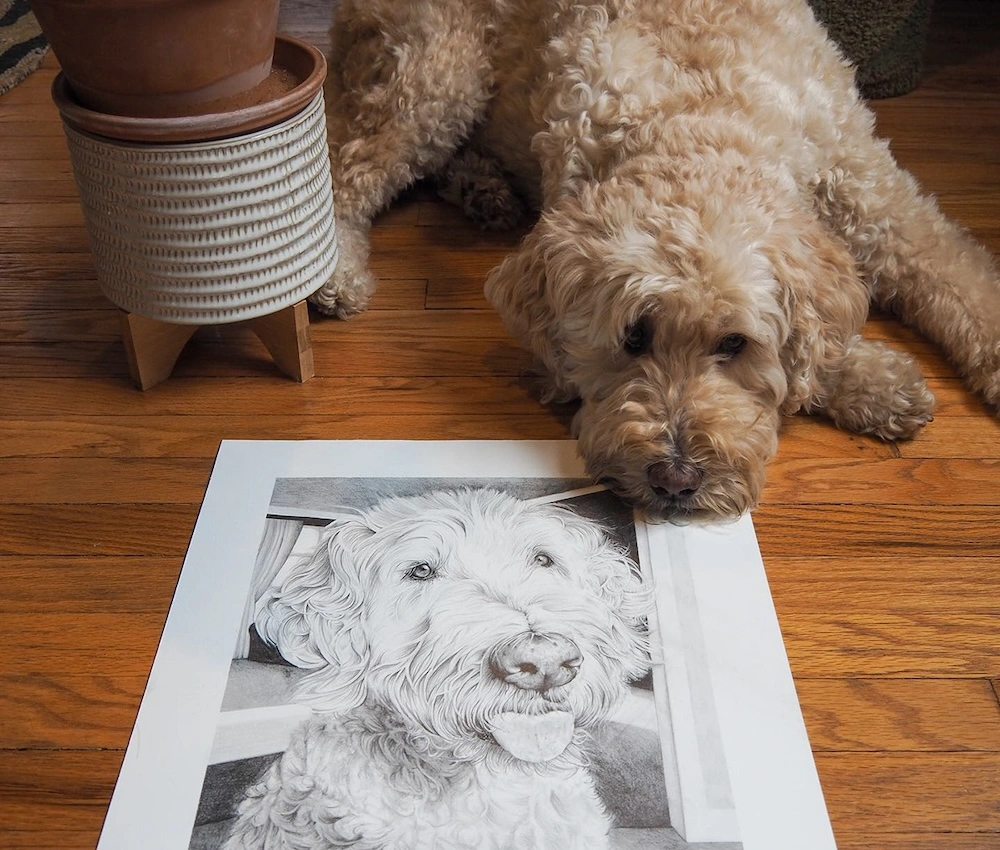 Dog curled around a graphite drawing of himself