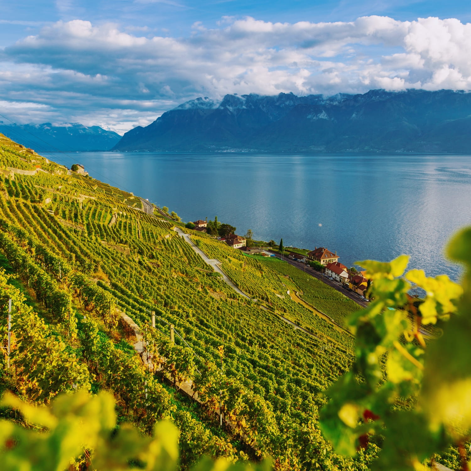 Vignoble en terrasses ensoleillé surplombant un lac calme avec des montagnes et un ciel partiellement nuageux en arrière-plan.