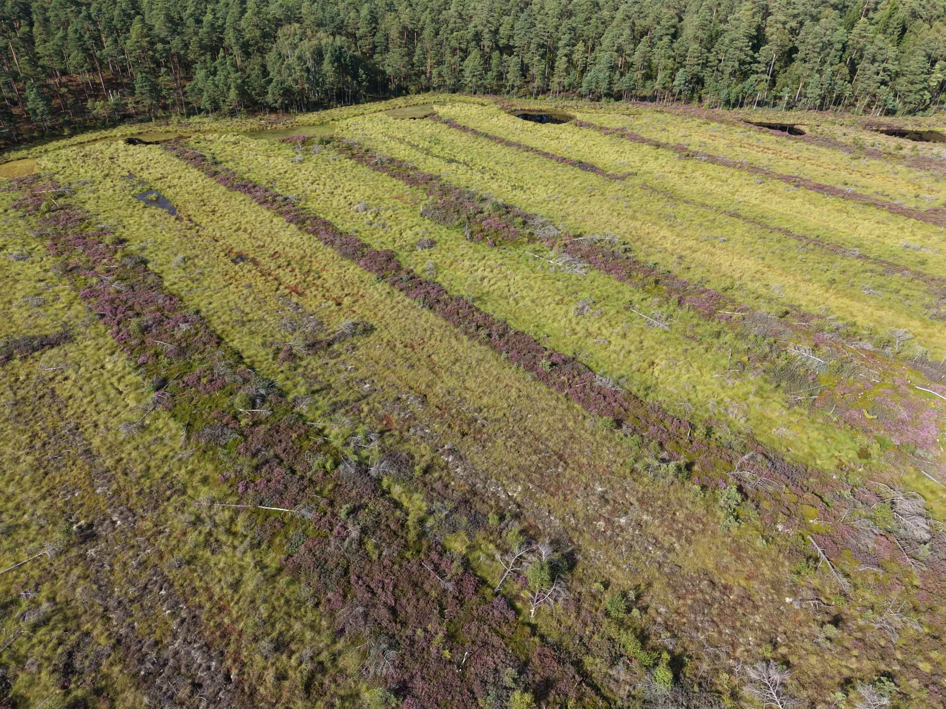 Svenskemyr peatland aerial photograph 5