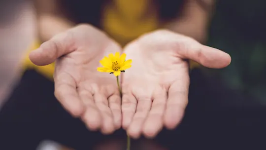 Pair of open hands gently holding a small yellow flower with a blurred dark background.