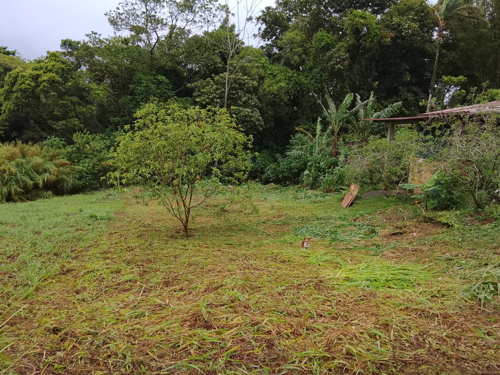 Lote en Cedral de Ciudad Quesada