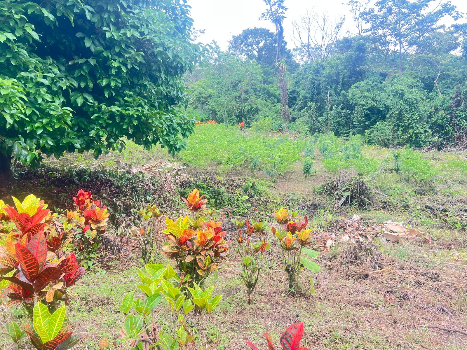 Terreno en La Tigra de San Carlos