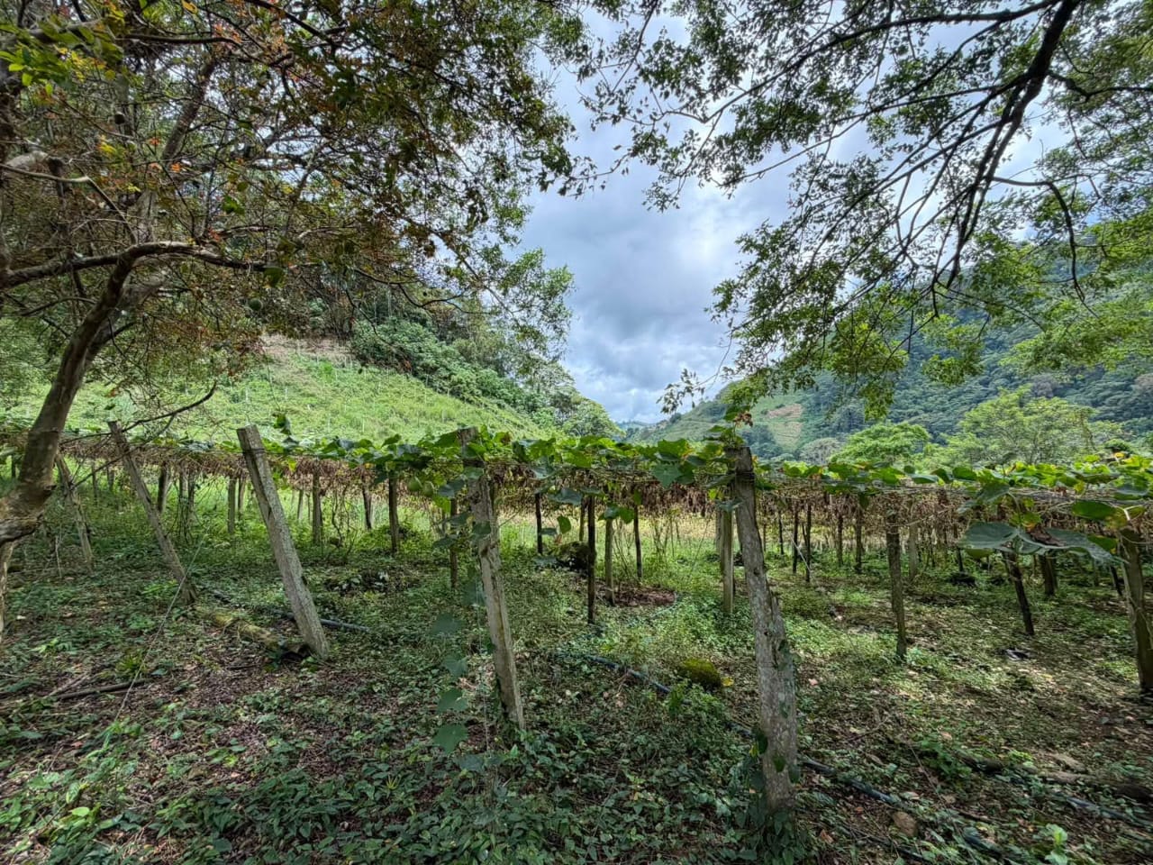 Parcela agrícola en Santiago de Paraíso, Cartago