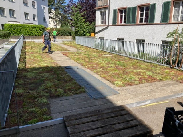 Dachbegrünung Birsfelden